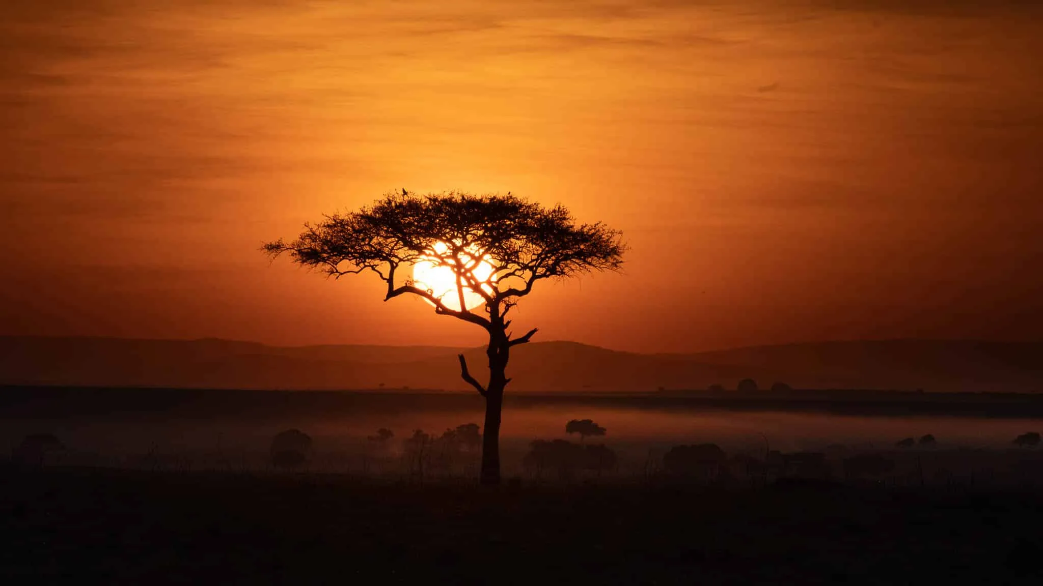 Sun going setting behind kameeldoring tree