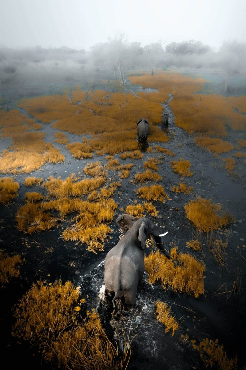 Botswana Chobe Elephants