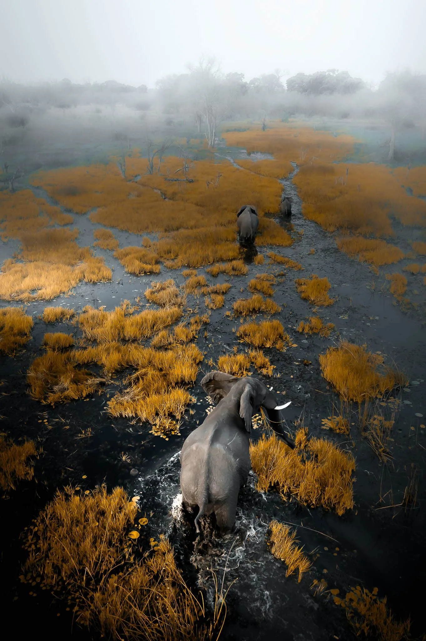 Botswana Chobe Elephants