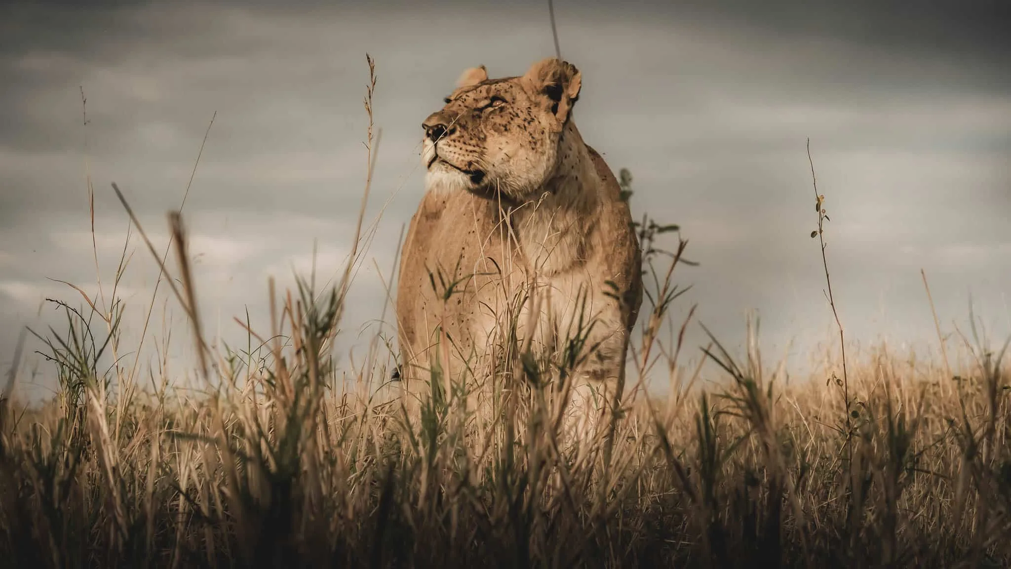 Desert adapted Namibia Lion