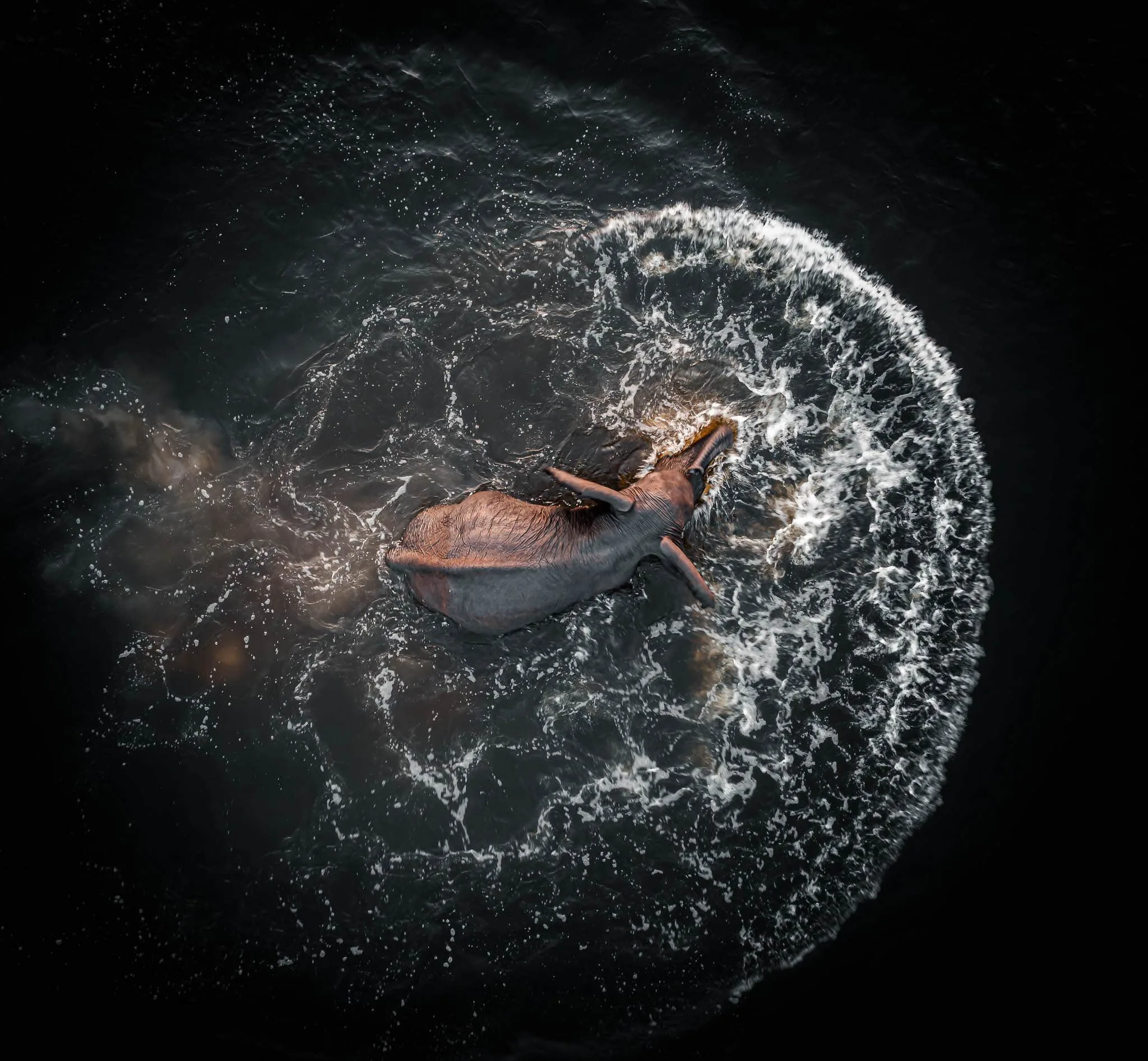 Elephant in Chobe Botswana