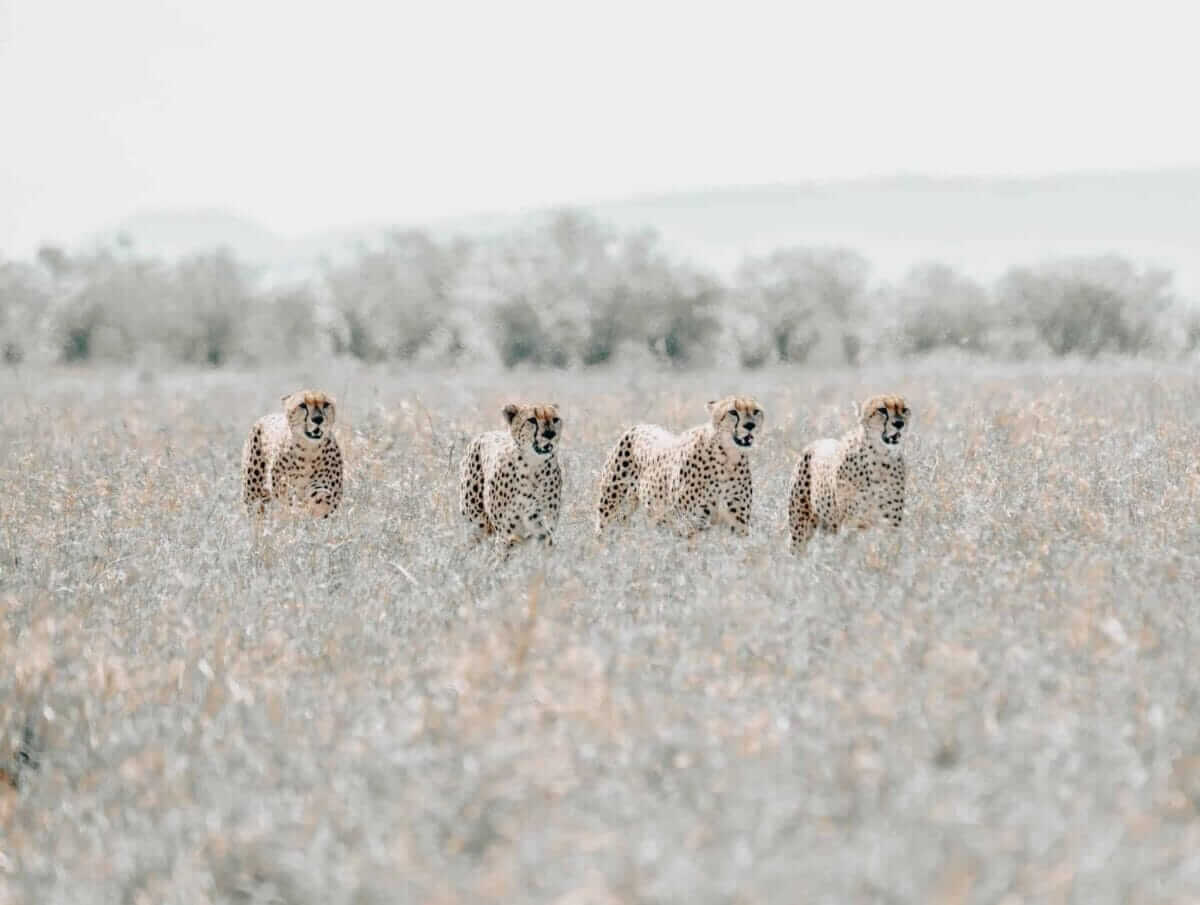 Navigating Namibia Your Travel Maestro to the Ultimate Safari