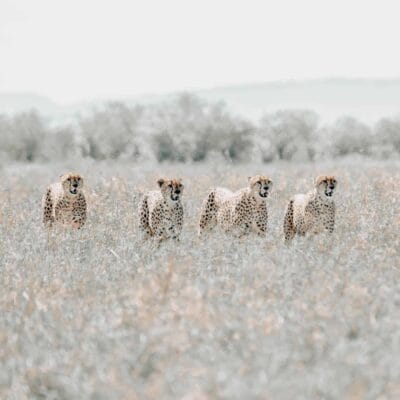 cheeta sighting in high grass during namibia game game drive