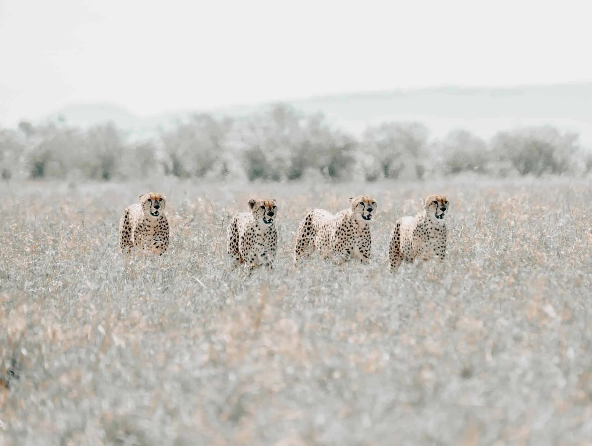 cheeta sighting in high grass during namibia game game drive