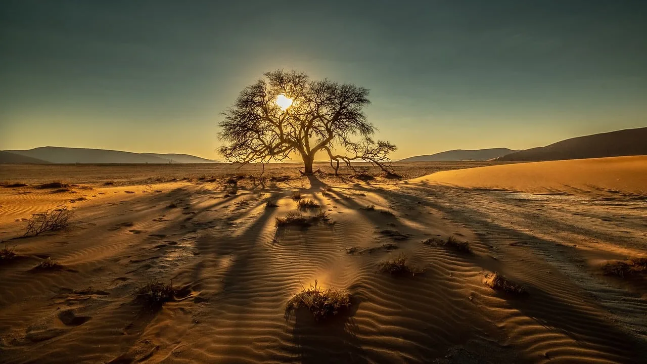 Sunset in Namibia Desert Camelthorn tree