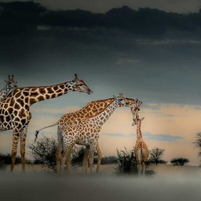 Giraffe with baby