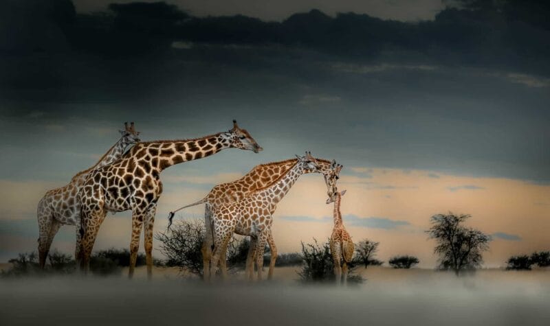 Giraffe with baby