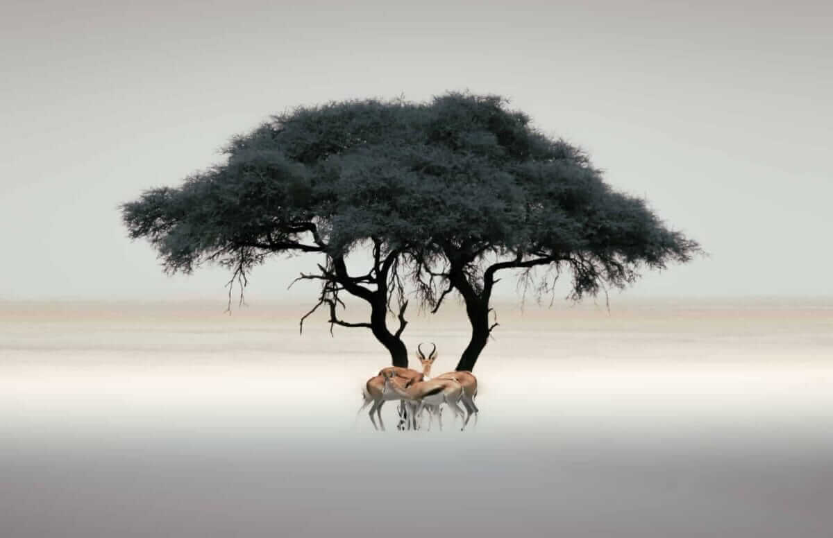 Sustainability and Responsible Tourism in Namibia