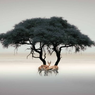 Springbok in Etosha National park