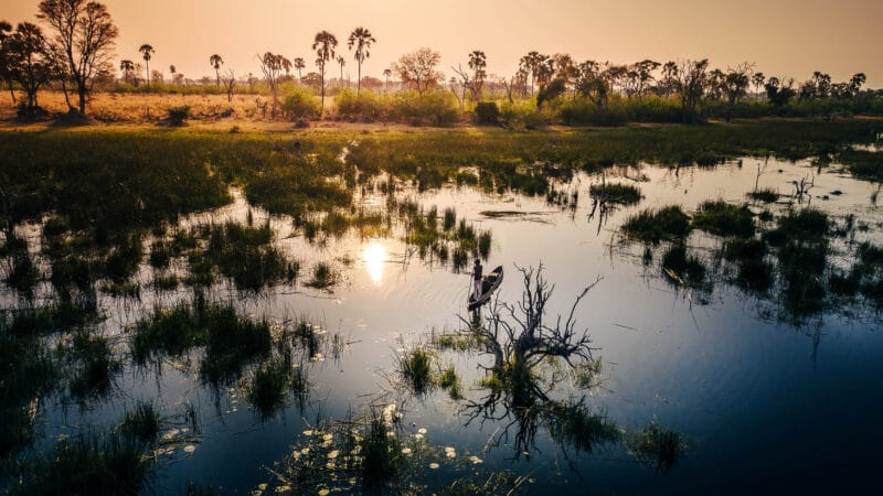 Okovango delta with palmtrees late afternoon