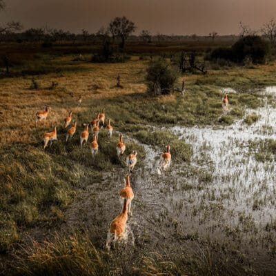 impala in okovango delta