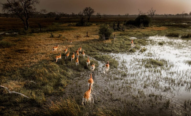 impala in okovango delta