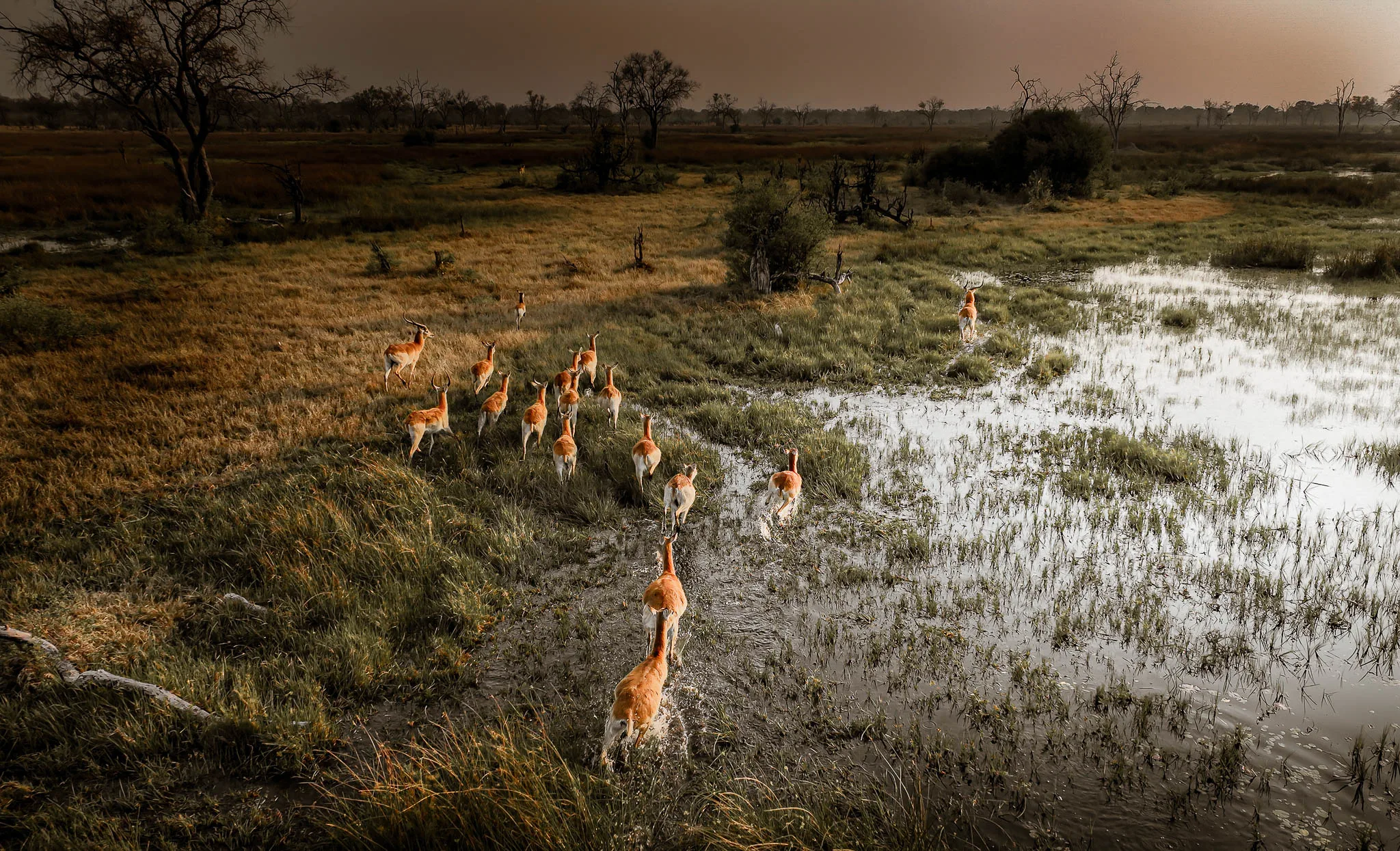 impala in okovango delta