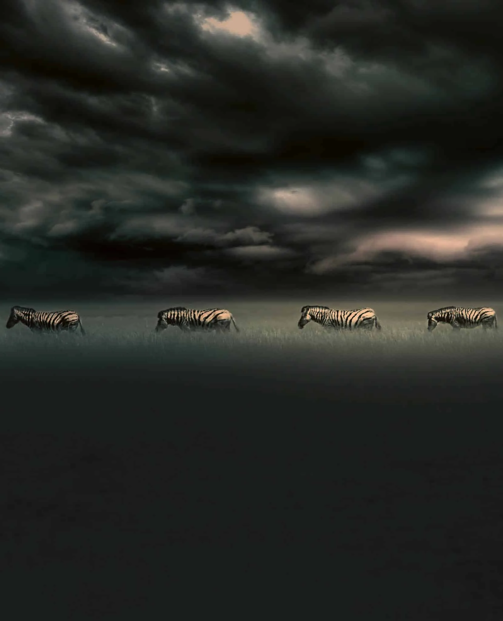 Zebra on Tanzania plains