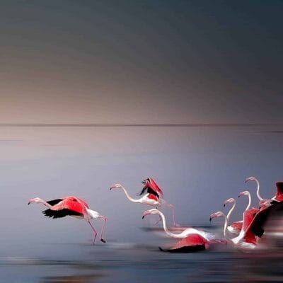 Flamingos migrating form Walvishbay