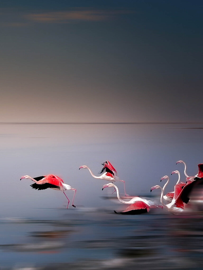 Flamingos migrating form Walvishbay