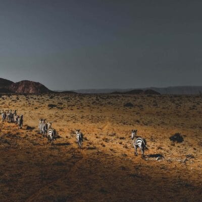 Zebra running on the plain