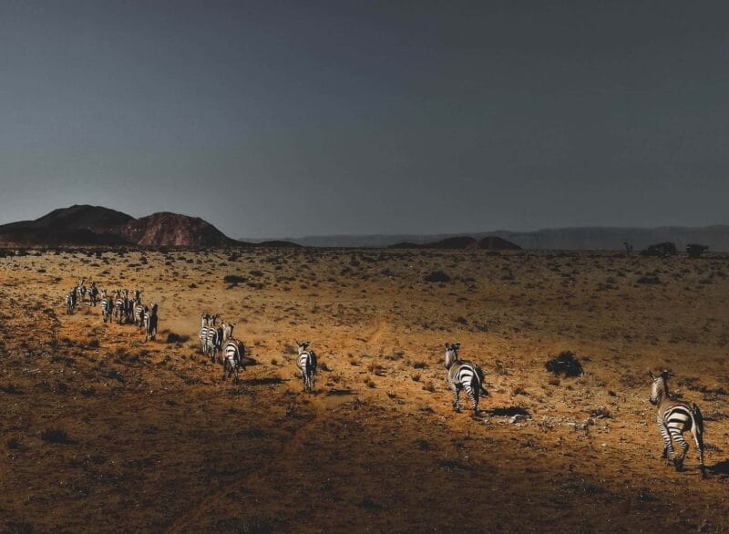 Zebra running on the plain