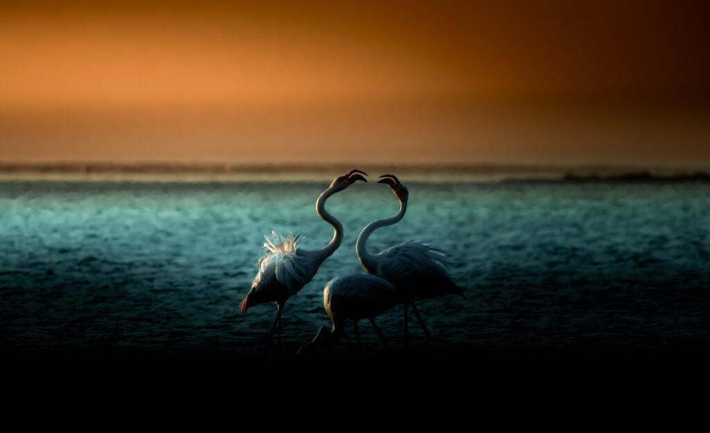 Flamingos in Walvisbay lagoon