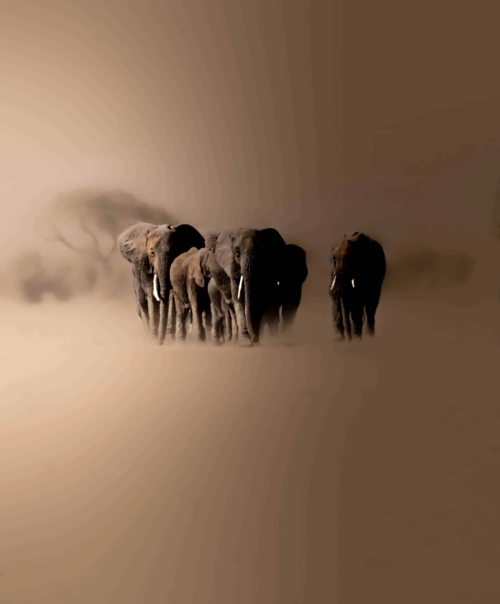 herd of Elephants