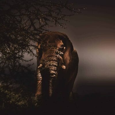 An elephant in Etosha.