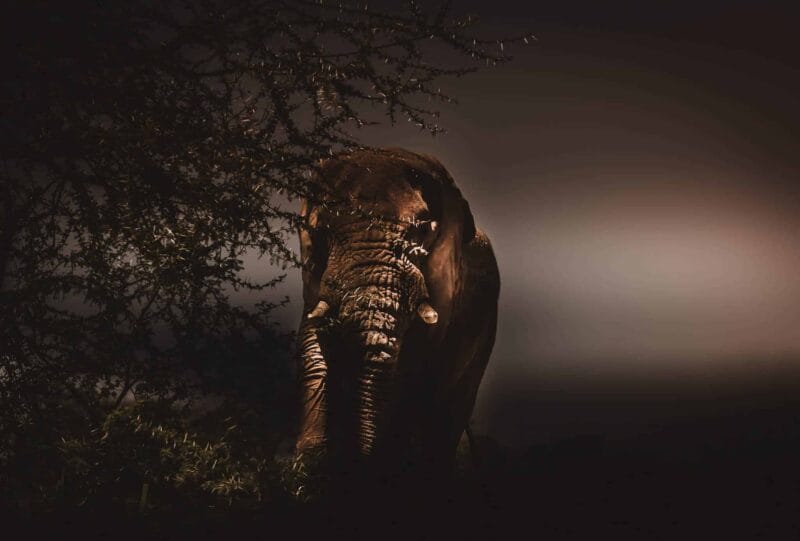 An elephant in Etosha.