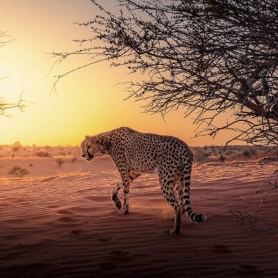 Cheeta in the Namibia sunset