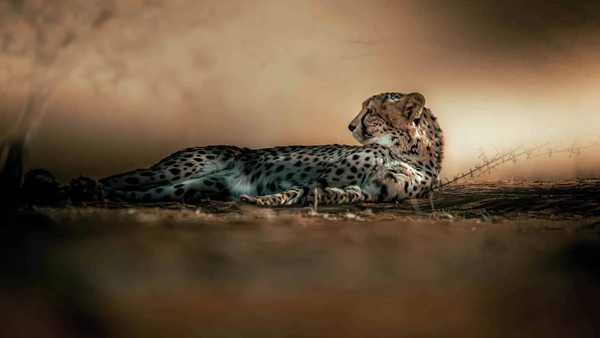 Cheeata lying down in the shade