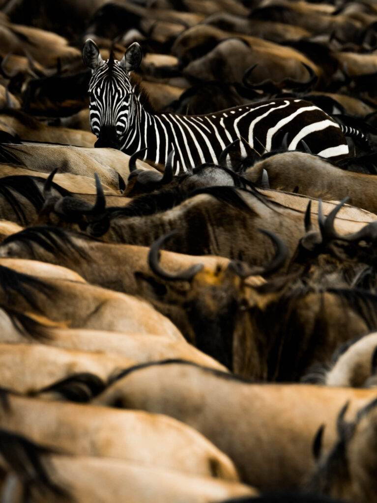 Zebra with Blouwildebees