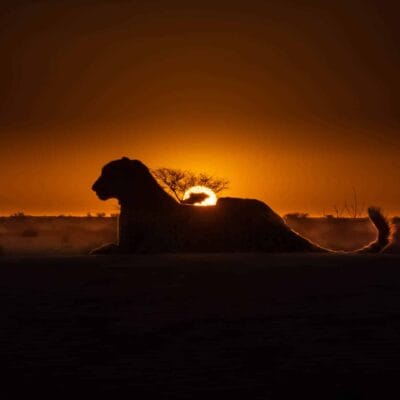Cheeta at sunset