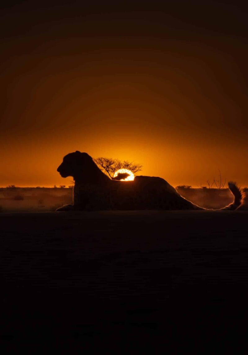Cheeta at sunset