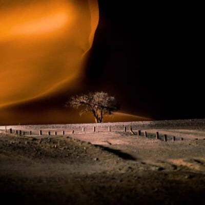 Sunset picture of tree in front of dunes