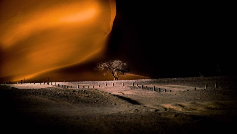 Sunset picture of tree in front of dunes