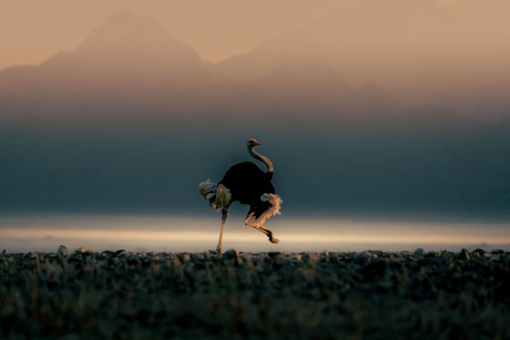 An ostrich running across a plain.