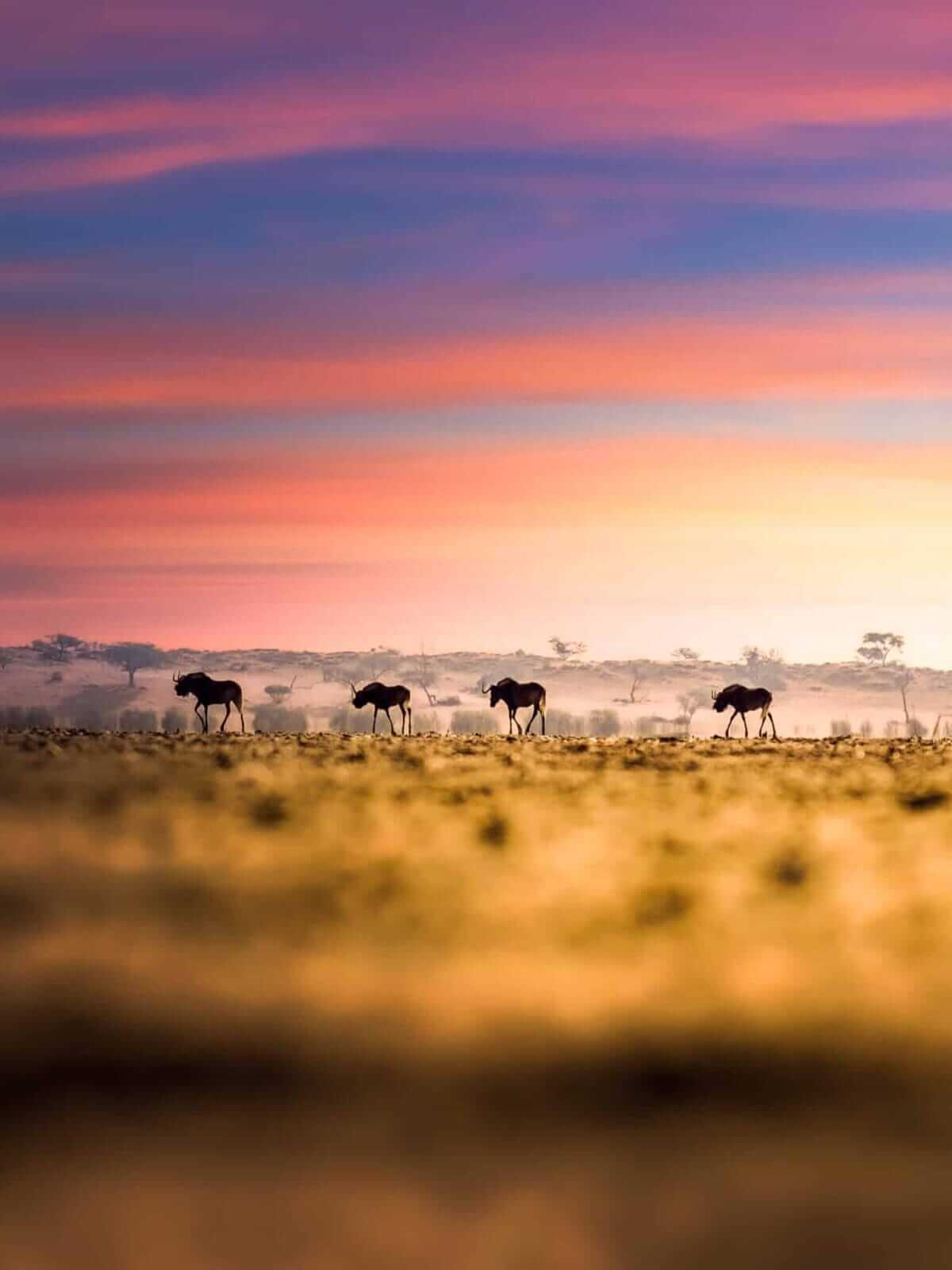 Can I Combine a Namibia Safari with a Trip to Victoria Falls