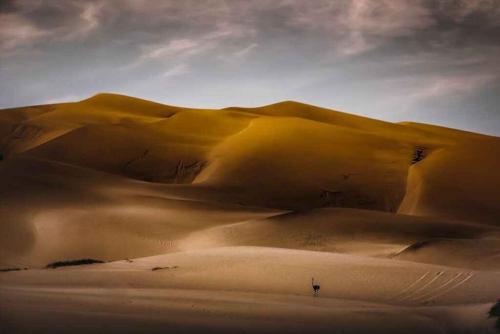 Namibian Desert