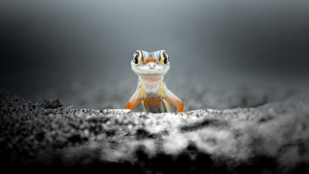 Gecko in the Desert