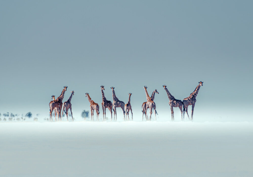 Namibia Giraffes