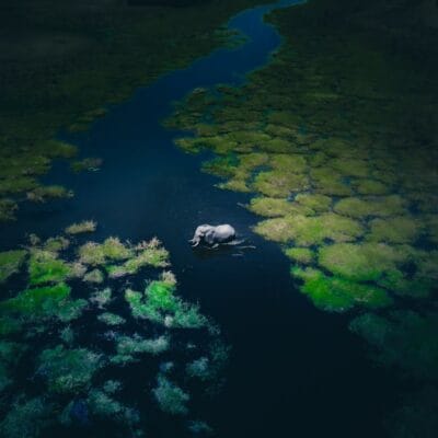 Okavango Delta Elephant