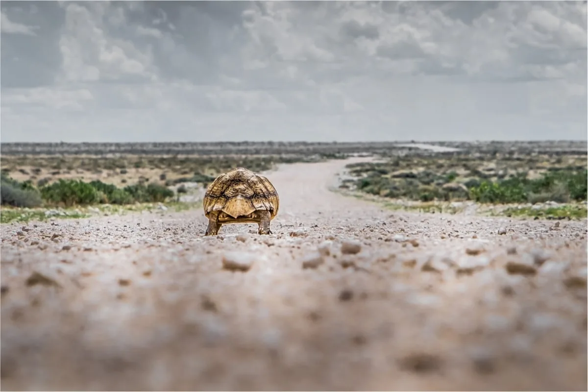 Luxury Namibia Safaris