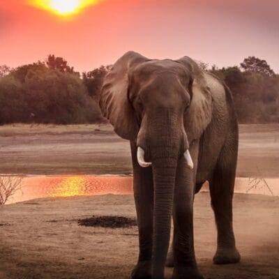 Elephant at sunset Namibia and Botswana