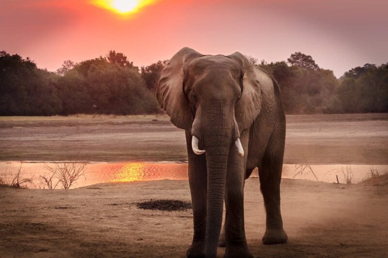 Elephant at sunset Namibia and Botswana