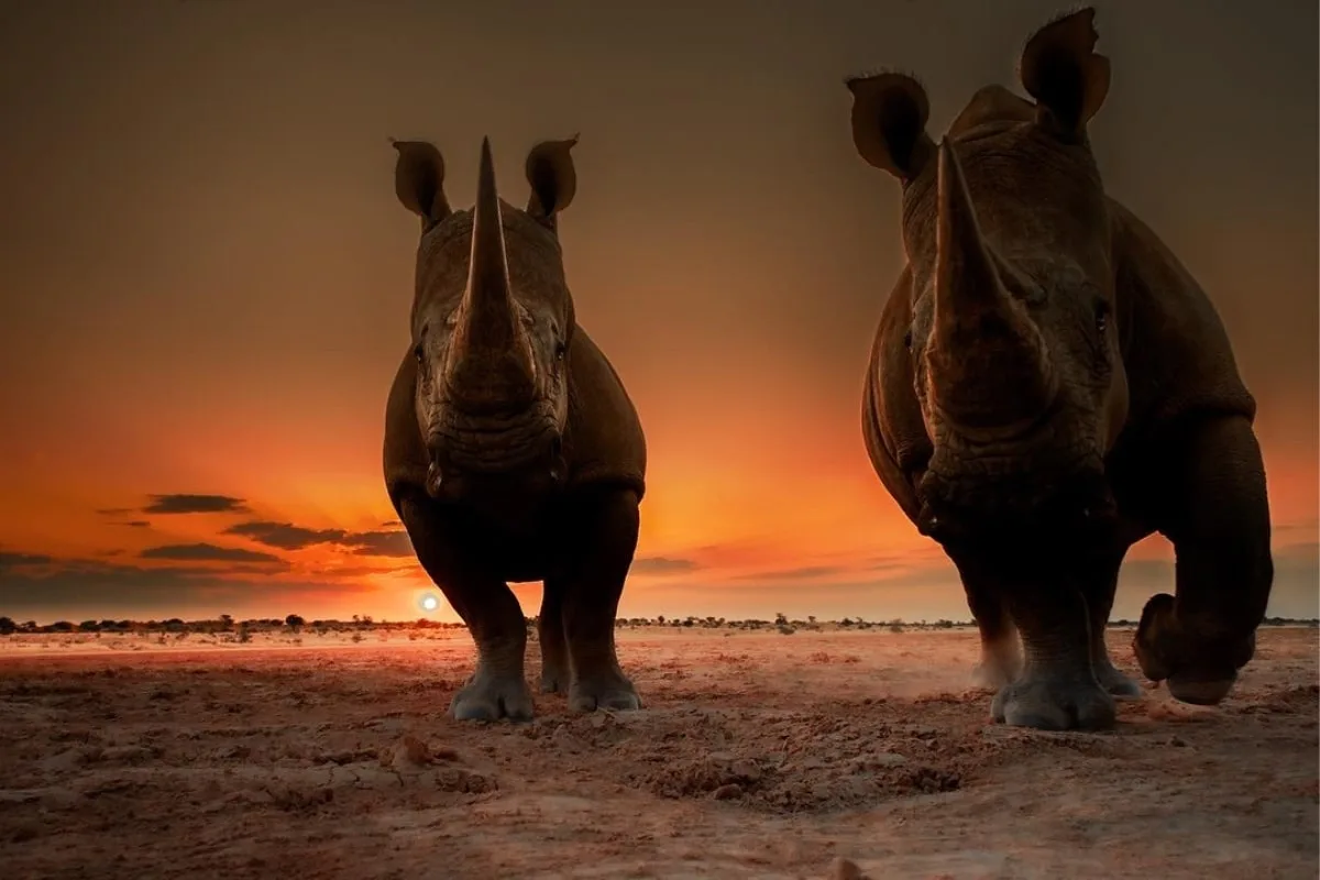 Rhinos at sunset in Namibia