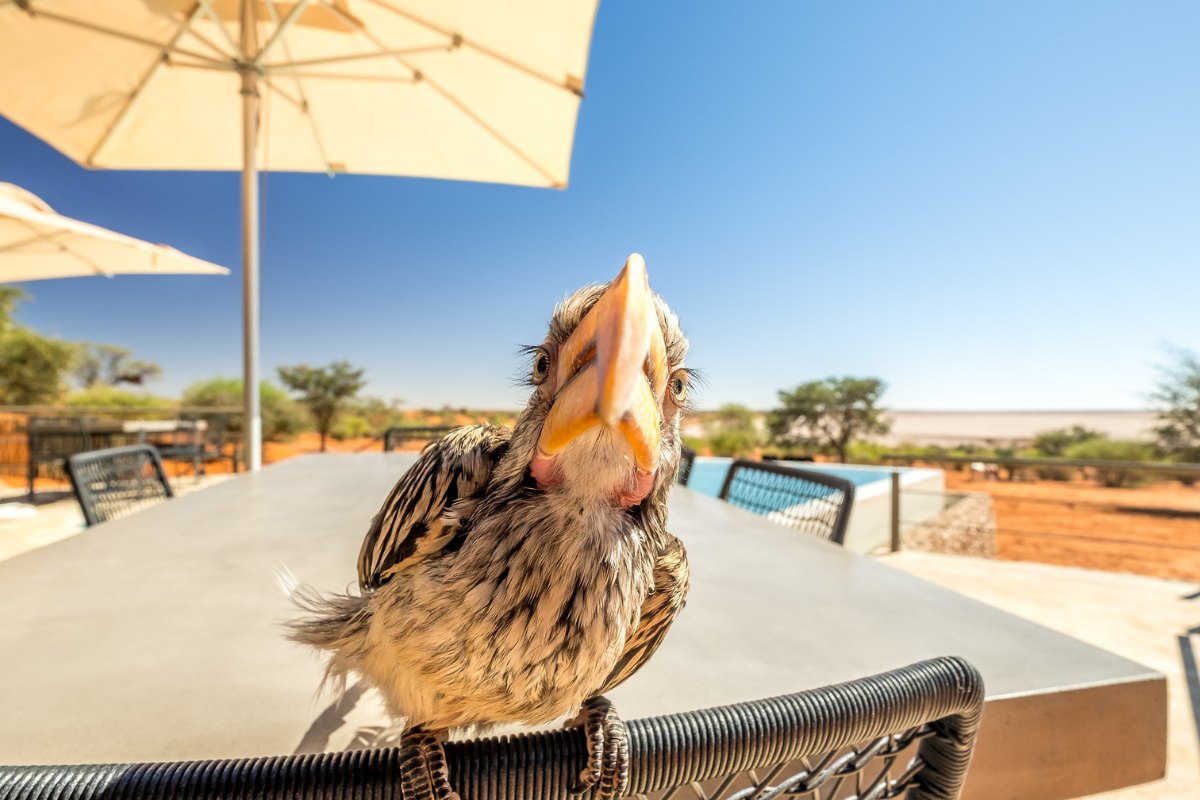 Yellow-billed Toko at Bagatelle Namibia