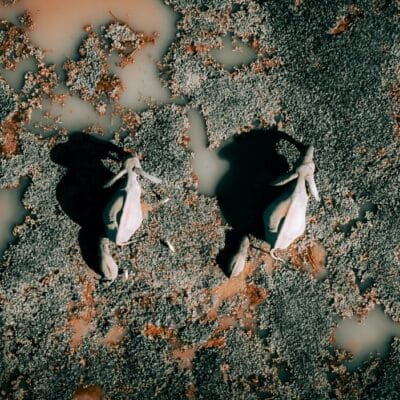 Aerial view of 2 elephants in the Delta