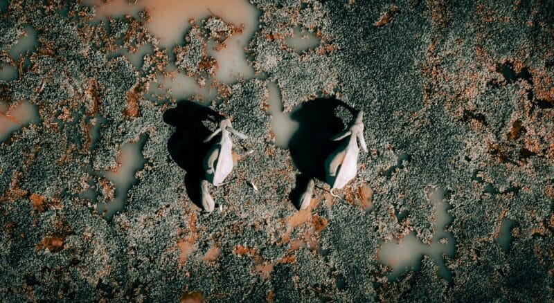 Aerial view of 2 elephants in the Delta