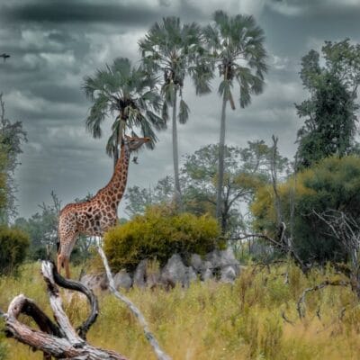 Giraffe Okavango Delta