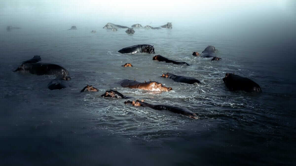 Okavango Delta Lodge Prices: What You Should Know