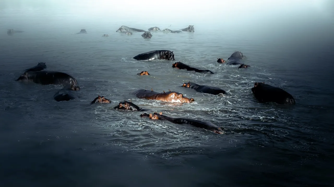 Hippos Okavango