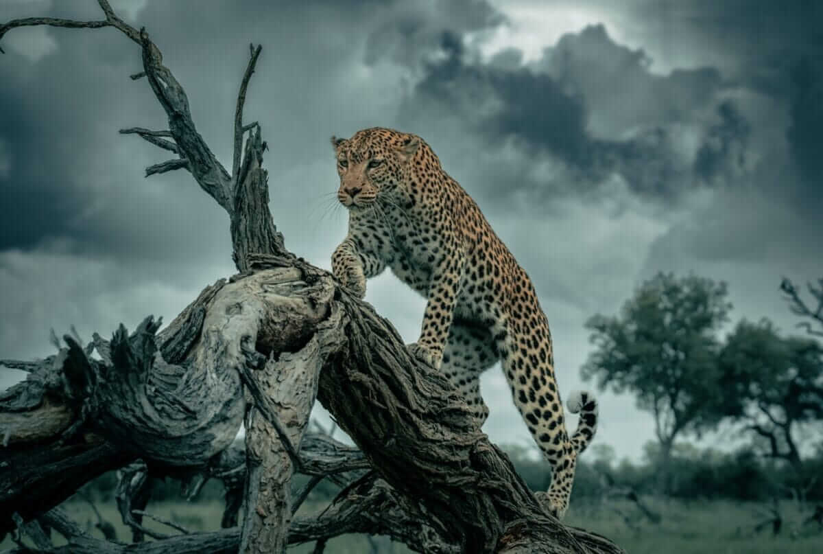 Leopard in Botswana